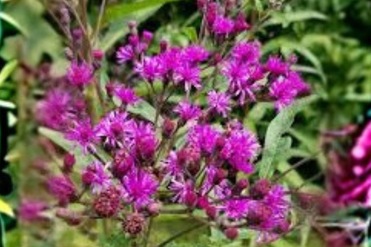 100 Seeds Vernonia noveboracensis New York Ironweed Native Purple Wildflower Pollinator Perennial