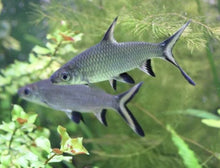 Tri Color Shark
