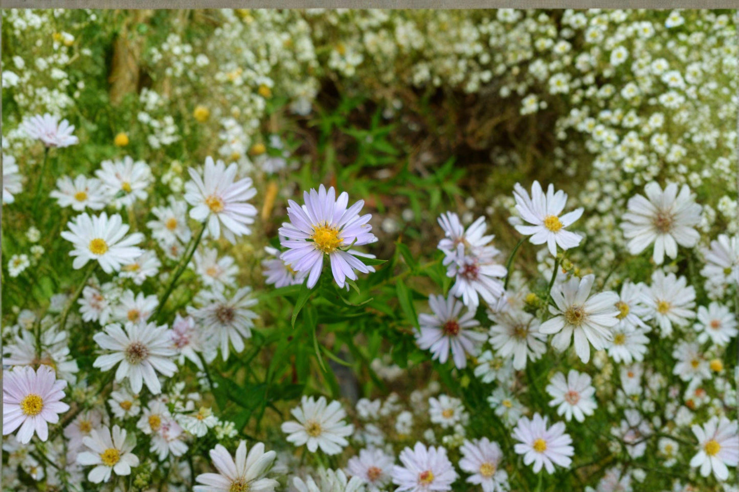 Willow Aster Seeds – Native Perennial Wildflower – Symphyotrichum praealtum – Pollinator Nectar Plant