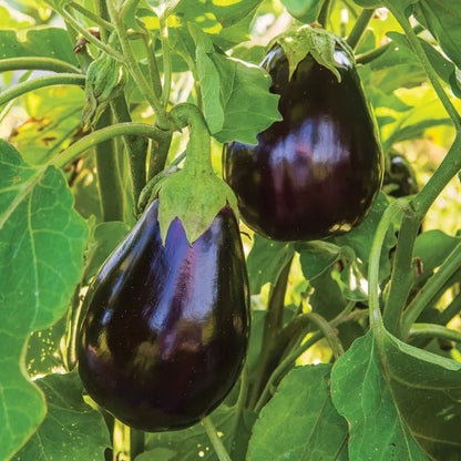 2 Black Beauty Eggplant Live Plants (Solanum melongena) 5–10" | Heirloom Large Purple Eggplant Garden Vegetable Starters