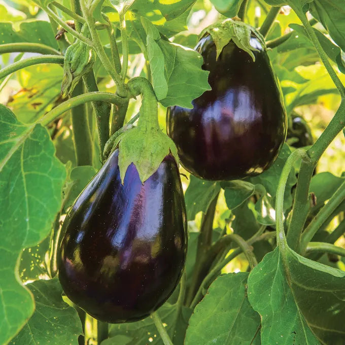 Black Beauty Eggplant Live Plants – Heirloom Large Purple Solanum melongena, 5–10 inches tall, vegetable starter for garden or containers