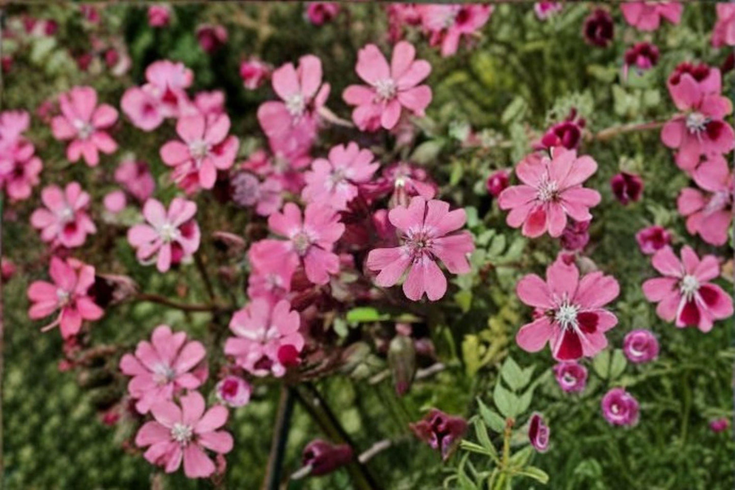 Nodding Catchfly Seeds, Pink Annual Flower, Silene pendula, Cottage Garden, Pollinator-Friendly, 100 Seeds