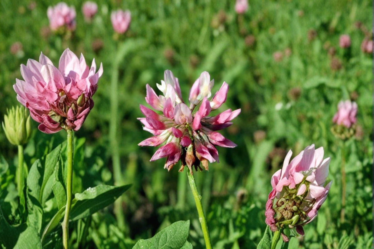 100 Alsike Clover Seeds Trifolium hybridum Pollinator Cover Crop Nitrogen Fixer for Soil Improvement