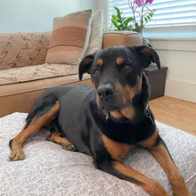 Molly Mutts Dog Duvet Only You Huge 70-120lbs. 36" x 45" x 5"