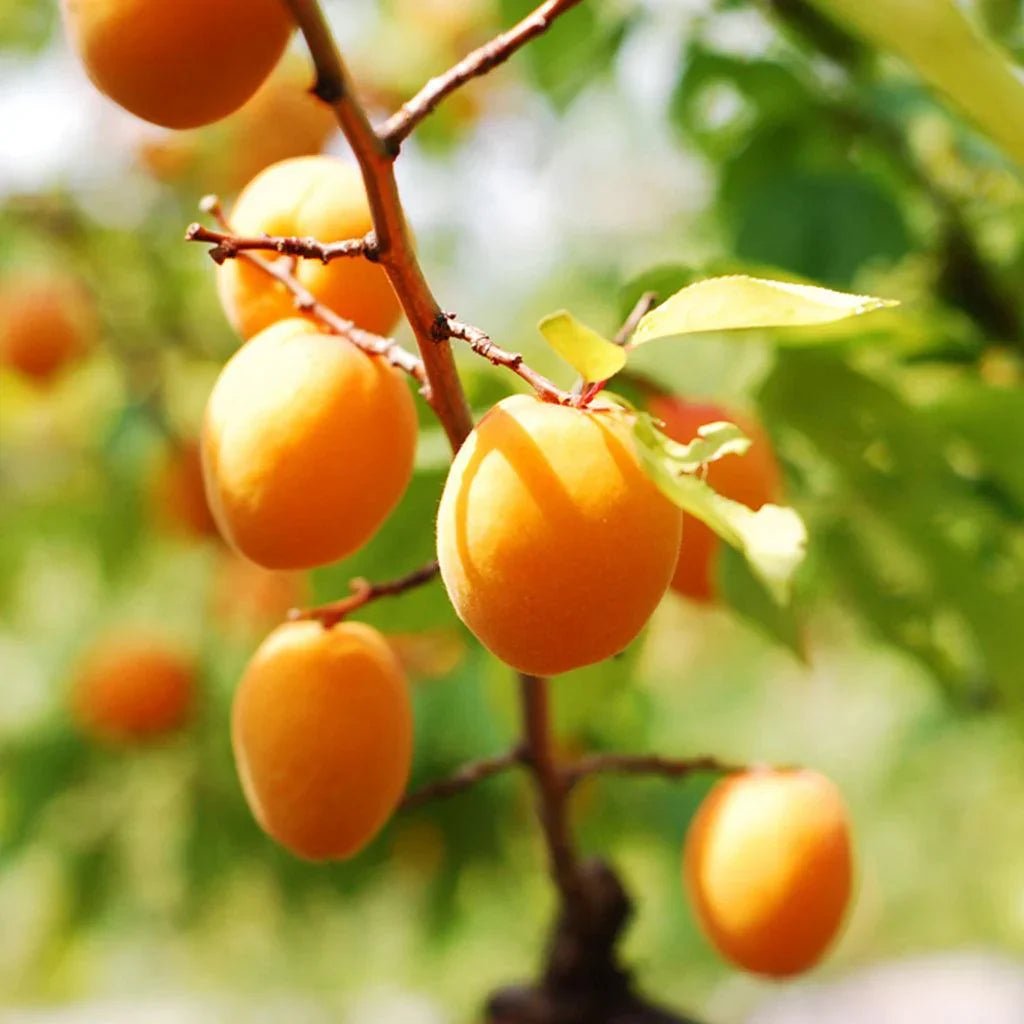 Dwarf Moorpark Apricot Tree – 2-Year-Old Bare Root, Compact, Self-Pollinating, Cold Hardy, Sweet Heirloom Fruit Tree
