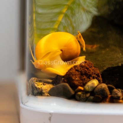 Golden Mystery Snail