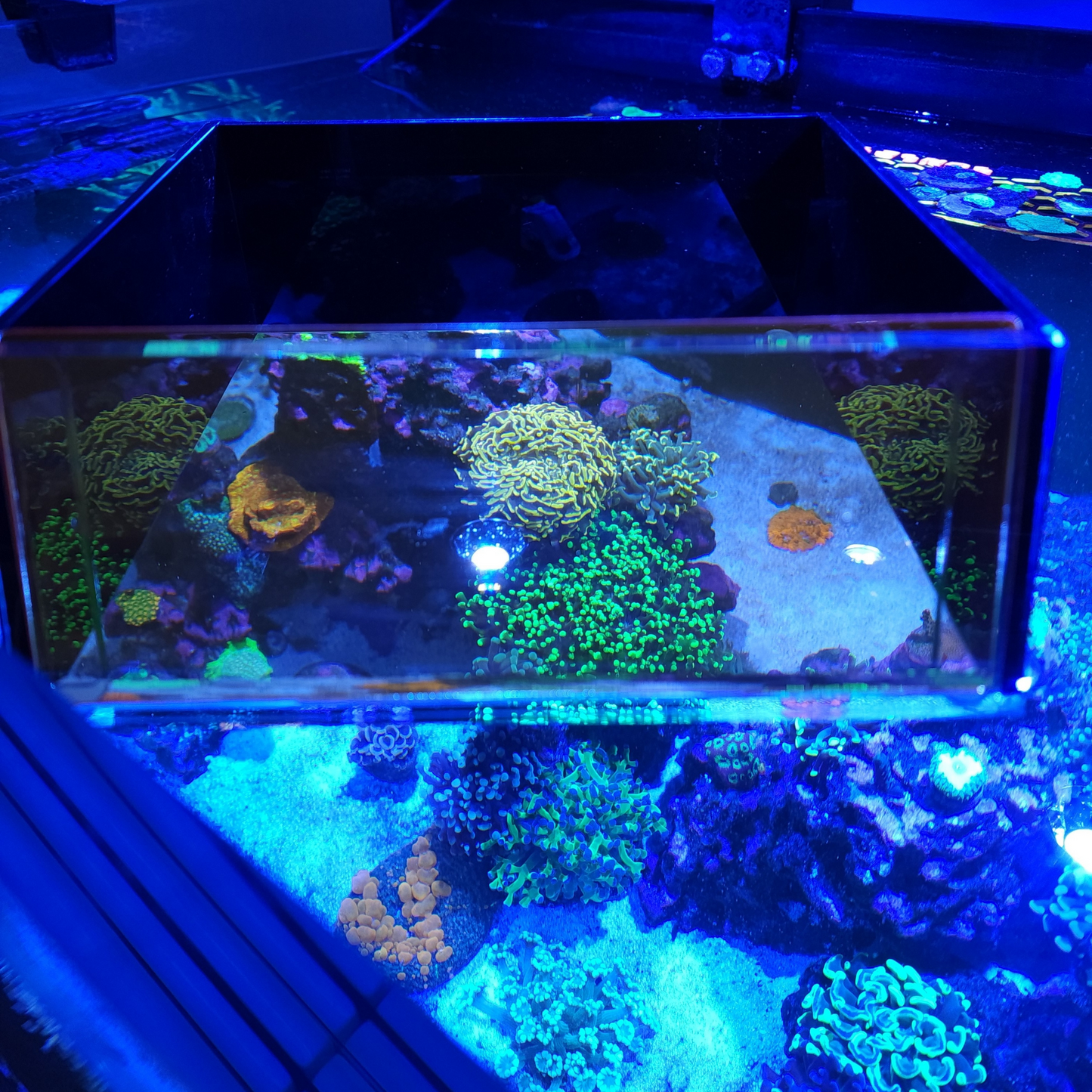 Top Down Viewer Zoa 8 Panel