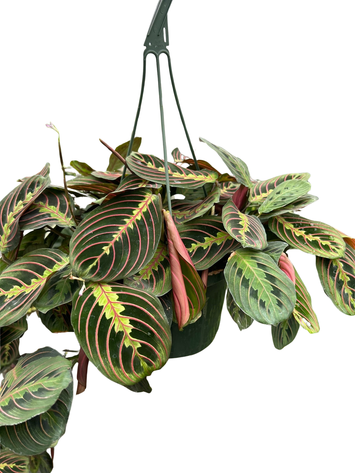 Maranta Red Prayer