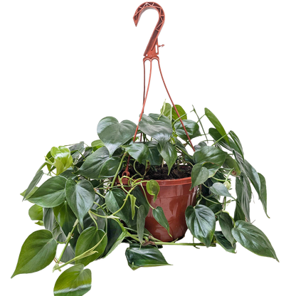 Philodendron Cordatum Heartleaf