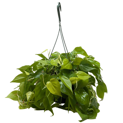 Philodendron 'Neon' - 4" Pot - NURSERY POT ONLY