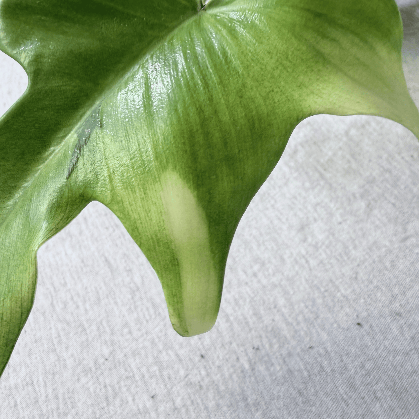 Philodendron Florida Ghost