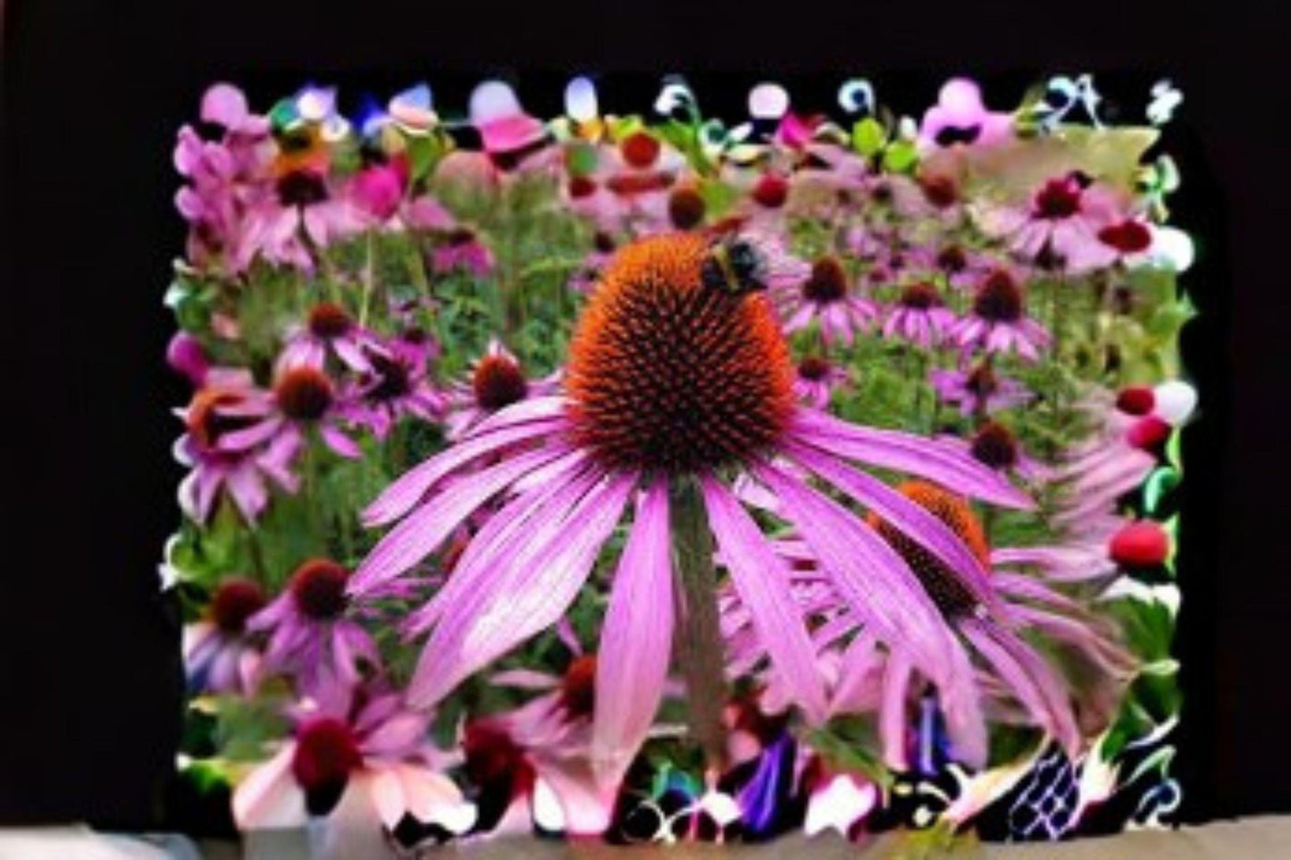 Echinacea purpurea Seeds, Purple Coneflower, Perennial Wildflower for Pollinator Gardens, Native Landscaping, 100 Seeds