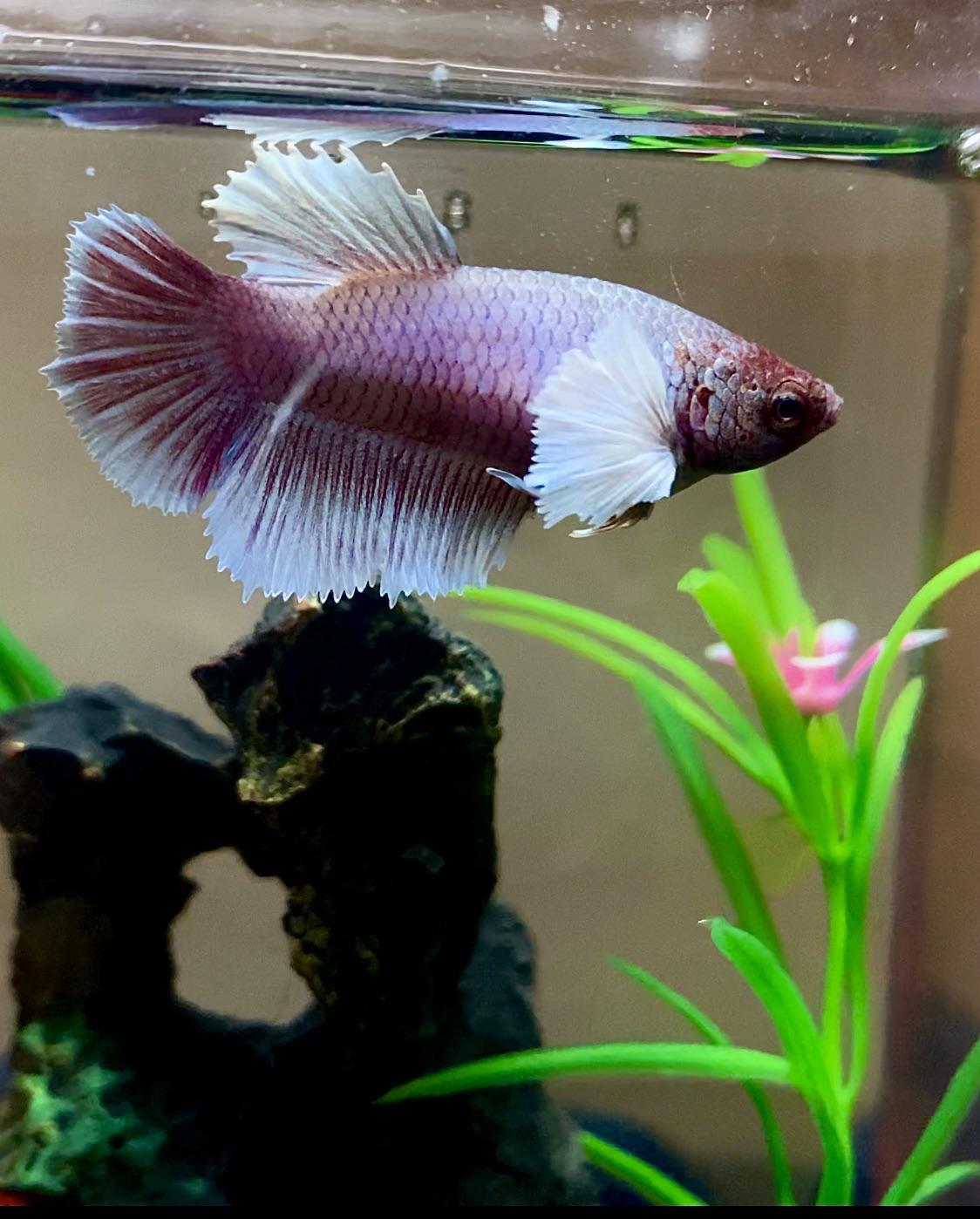 Elephant Ear Betta