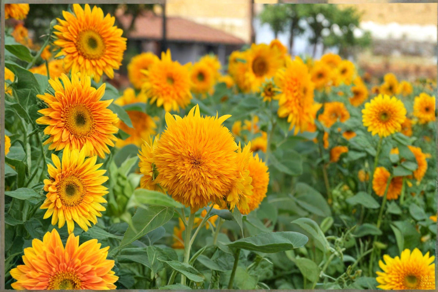 Teddy Bear Dwarf Sungold Sunflower Seeds | Helianthus annuus | Double Bloom, Golden Yellow, 1g
