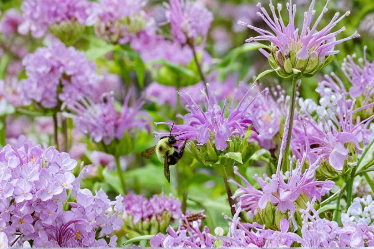 Monarda ‘Beauty of Cobham’ | Pink Bee Balm Perennial | Pollinator Friendly Bergamot Flower