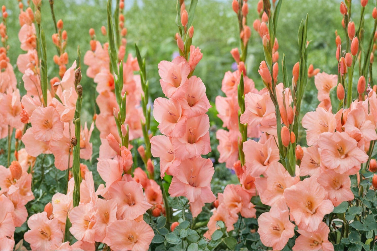 Gladiolus ‘Georgia Peach’ | Peach Sword Lily Bulbs | Tall Summer Blooming Perennial