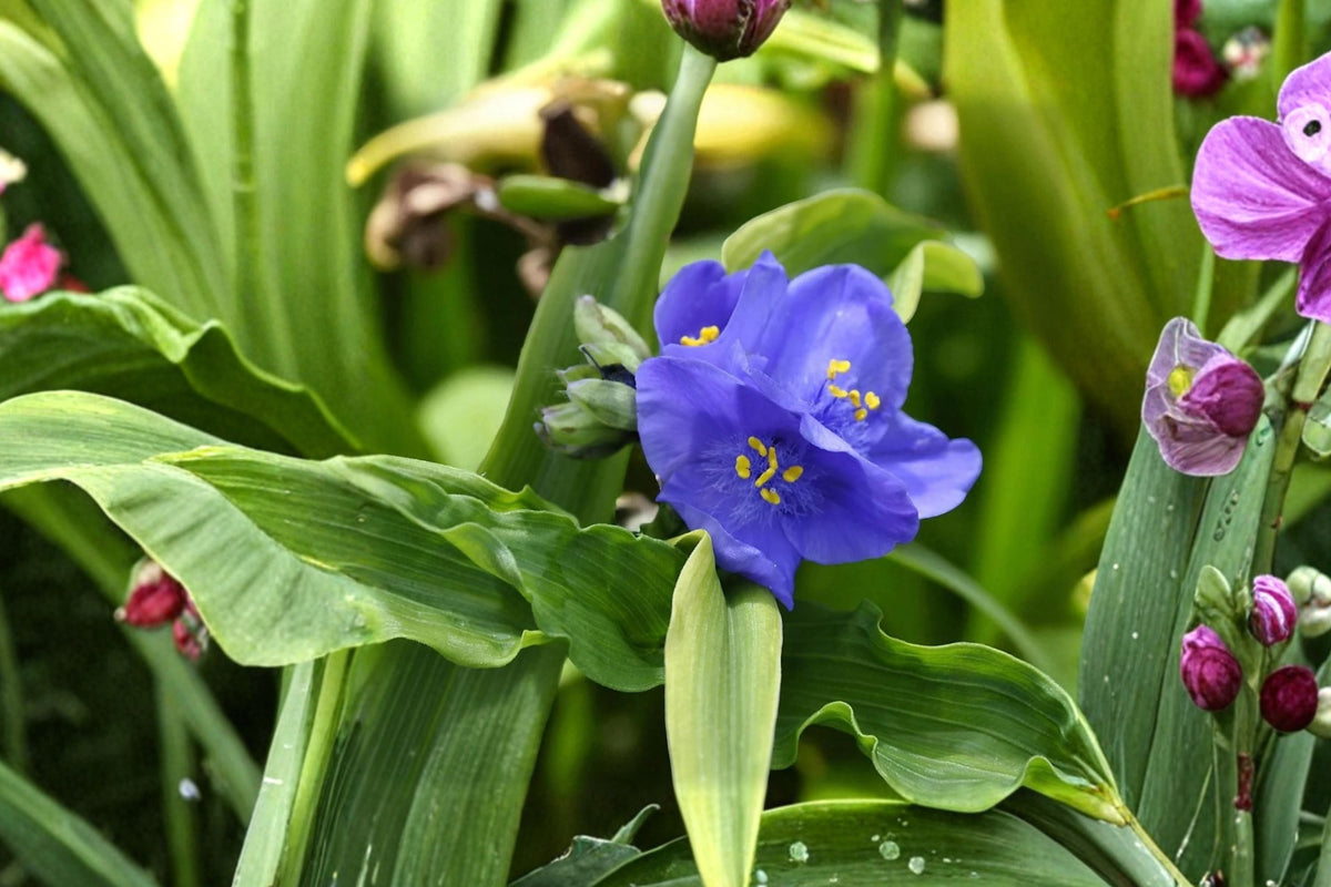 Tradescantia ‘Leonora’ Spiderwort Perennial with Violet Blue Flowers | Pollinator Friendly Shade Plant