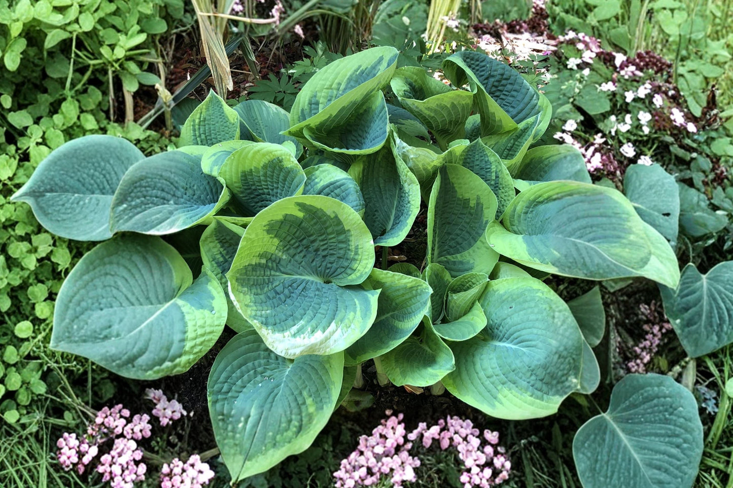 Hosta ‘Spartacus’ | Large Variegated Shade Perennial with Yellow Margins
