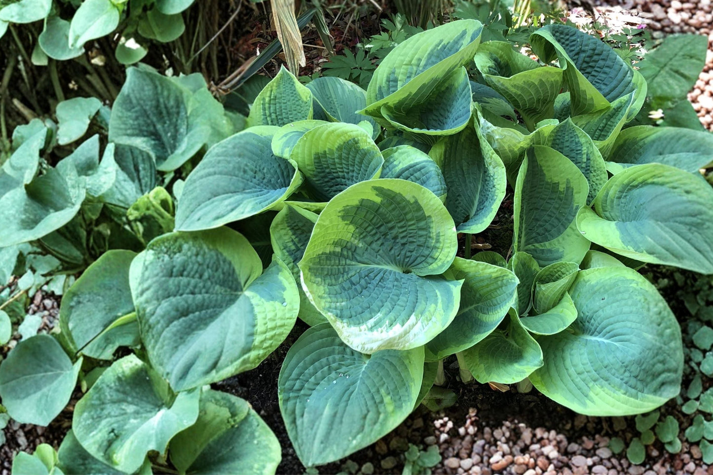 Hosta ‘Sorbet’ Variegated Plantain Lily | Purple Stem Shade Perennial | Bareroot Shade Garden Plant