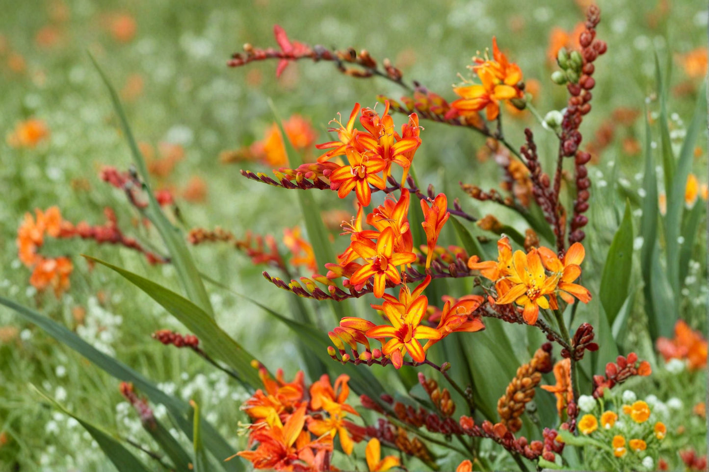 Crocosmia ‘Firestarter’ | Orange & Yellow Montbretia | Hummingbird-Friendly Perennial | 4.5” Potted Summer Flower