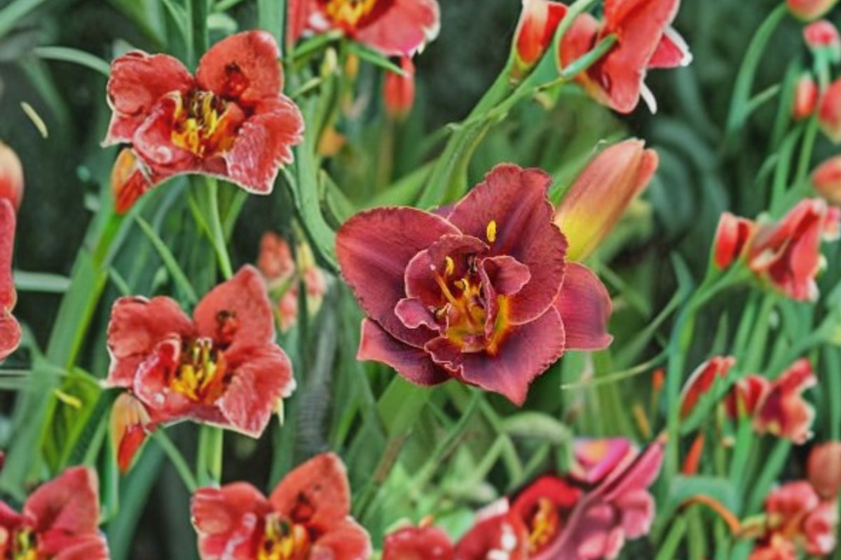 Hemerocallis ‘Night Embers’ | Reblooming Burgundy Double Daylily | Fragrant Perennial Bareroot Plant