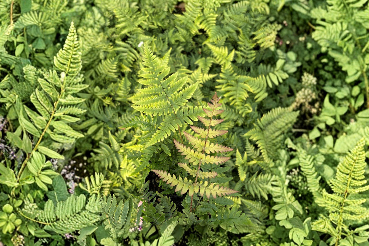 Dryopteris nipponensis | Wide Leaf Autumn Fern | Hardy Shade Evergreen Fern in 3.5" Pot