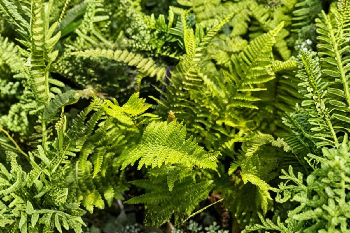 Dryopteris affinis 'Crispa Congesta' | Dwarf Evergreen Fern in 3.5" Pot