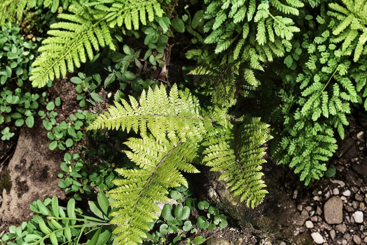 Polystichum braunii | Prickly Shield Fern | Hardy Evergreen Shade Fern in 3.5" Pot