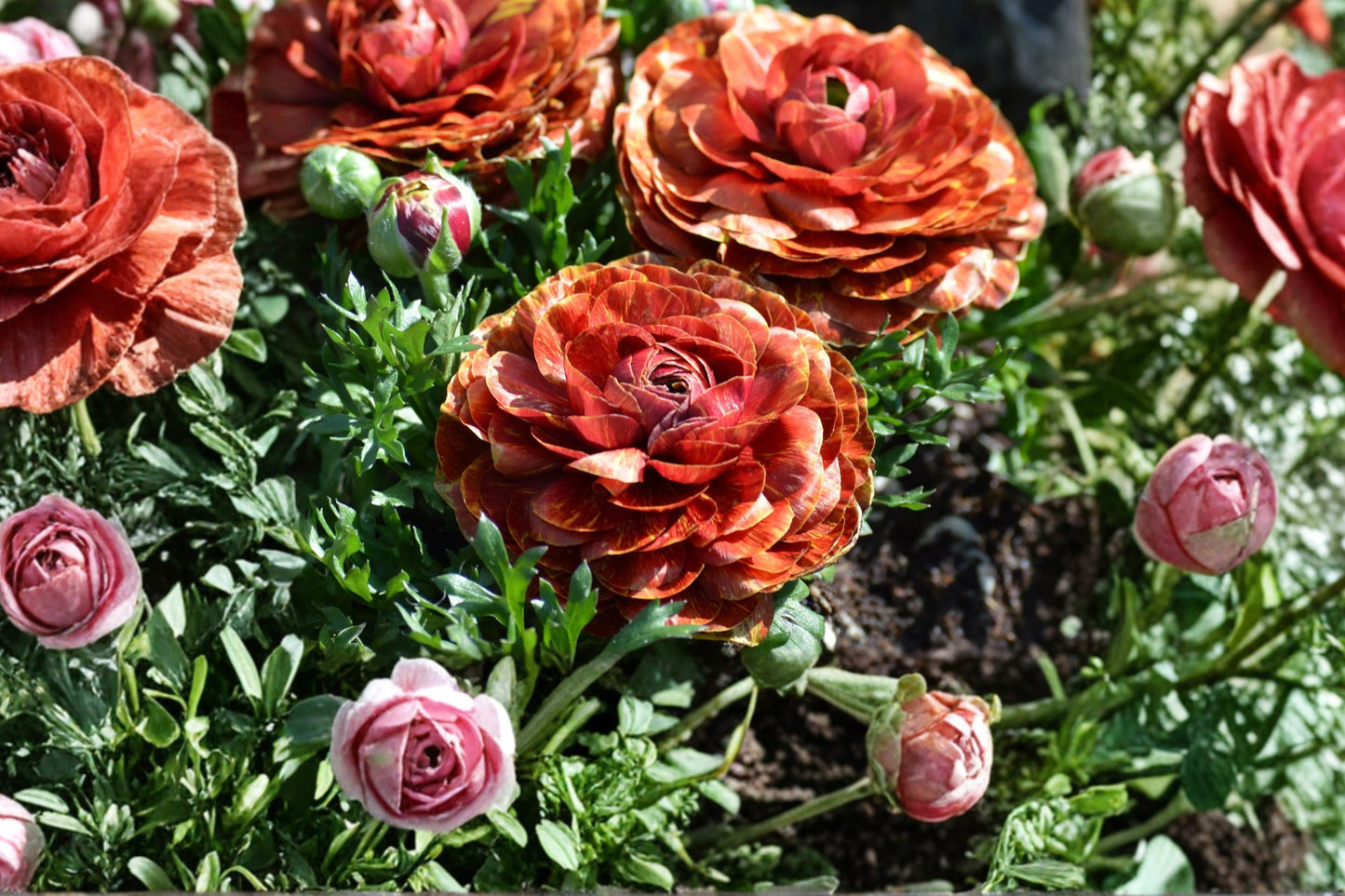 Ranunculus 'Cafe au Lait' Bareroot Bulbs | Peony-Style Spring Flowers for Cut Gardens