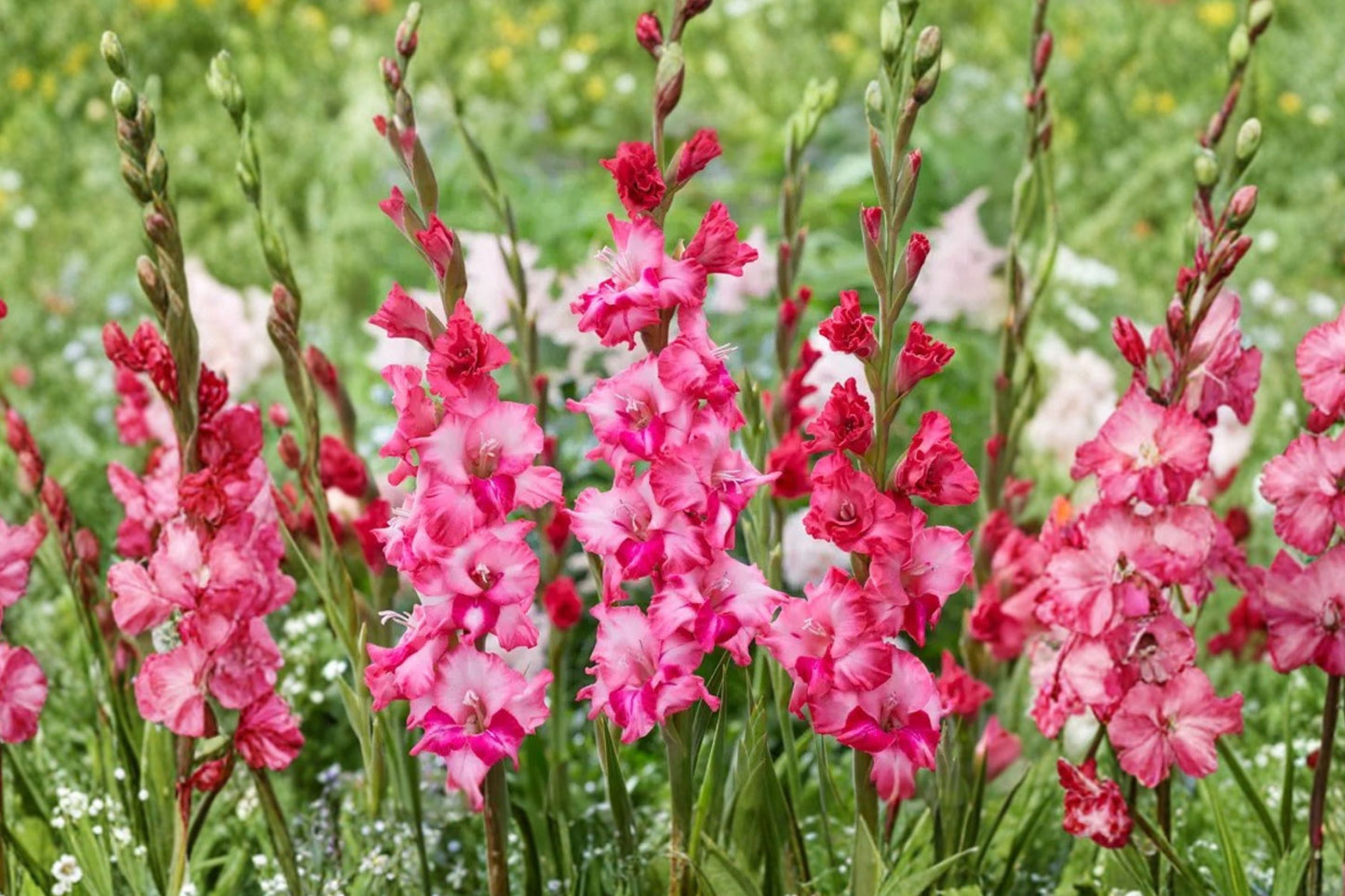 Gladiolus Glamini ‘Kelly’ Pink Compact Gladiolus Bulbs | Dwarf Sword Lily | Summer Blooming Cut Flower