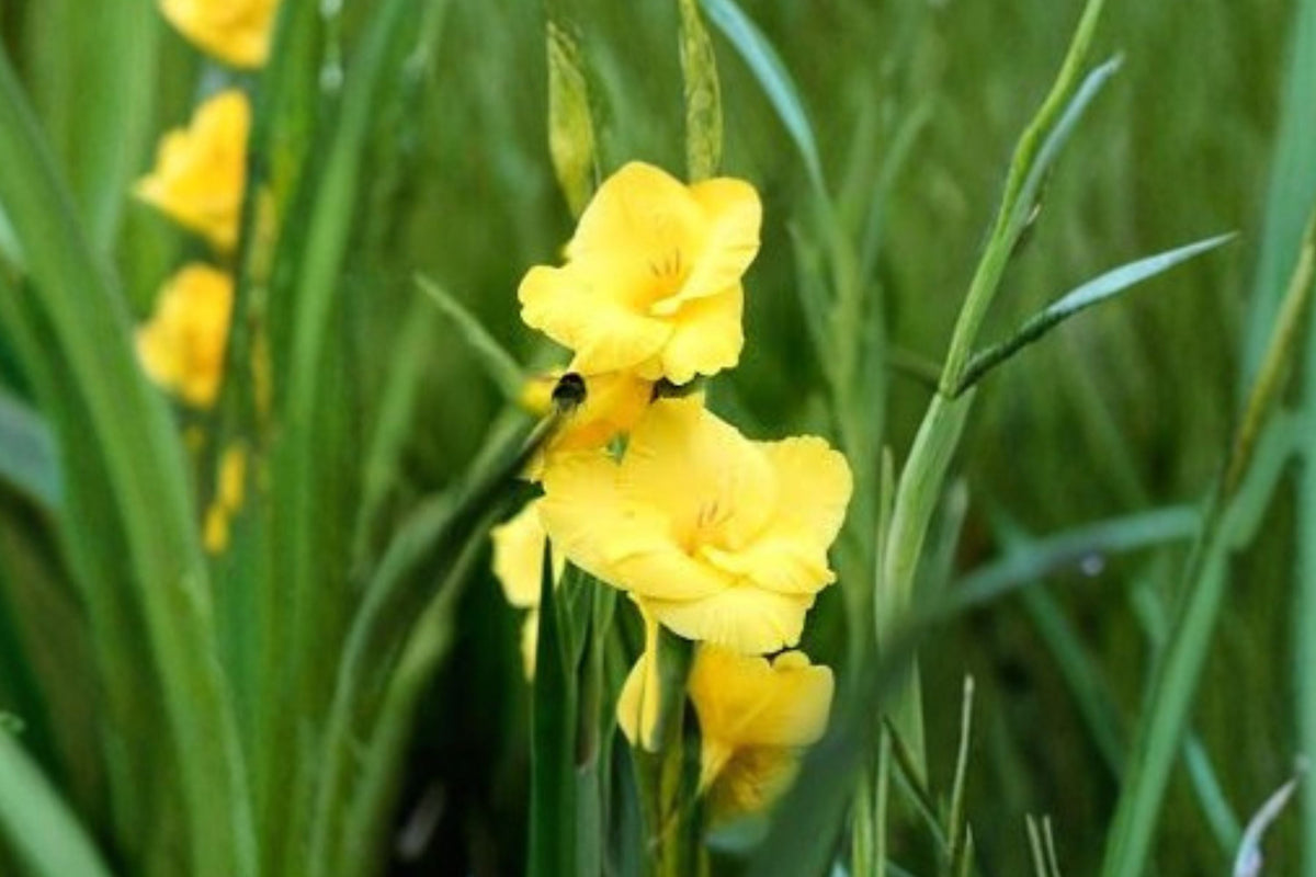 Gladiolus Glamini ‘Sylvia’ - Bright Yellow Compact Gladiolus Bulbs | Dwarf Sword Lily | Summer Blooming Cut Flower