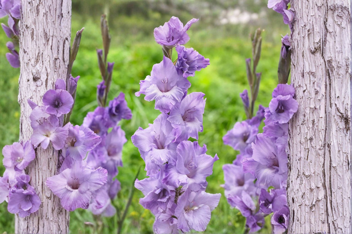 Gladiolus Glamini ‘Kim’ - Purple Compact Gladiolus Bulbs | Dwarf Sword Lily | Summer Blooming Cut Flower