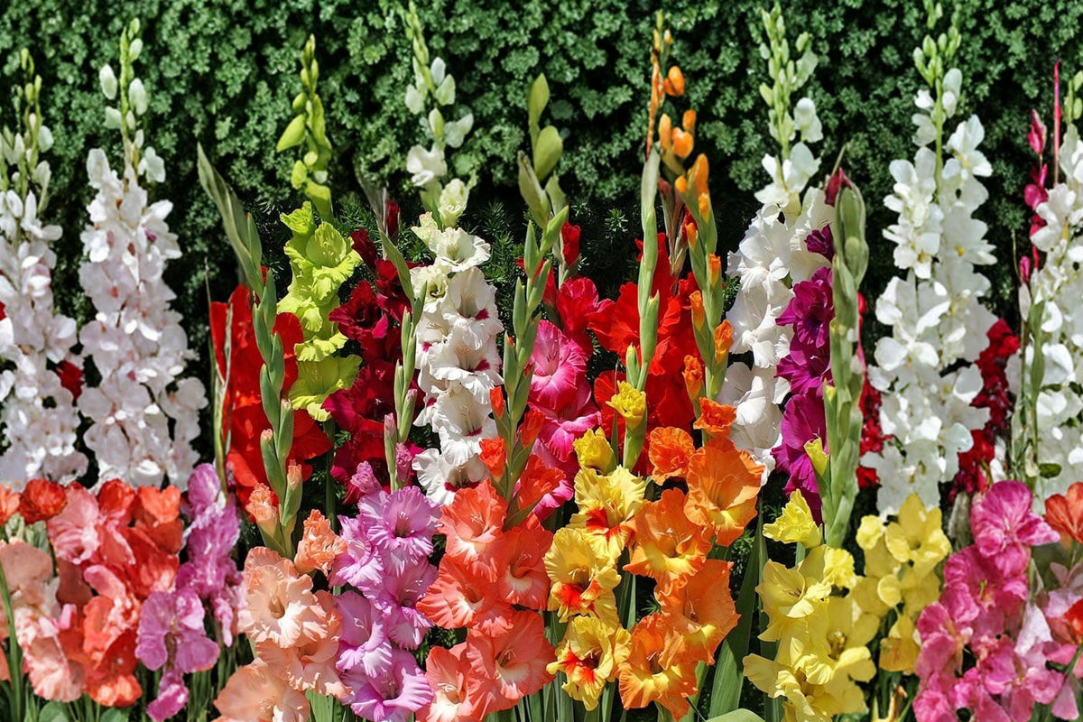 8 Gladiolus Glamini Varieties Collection | Compact Dwarf Gladiolus Bulbs Mix