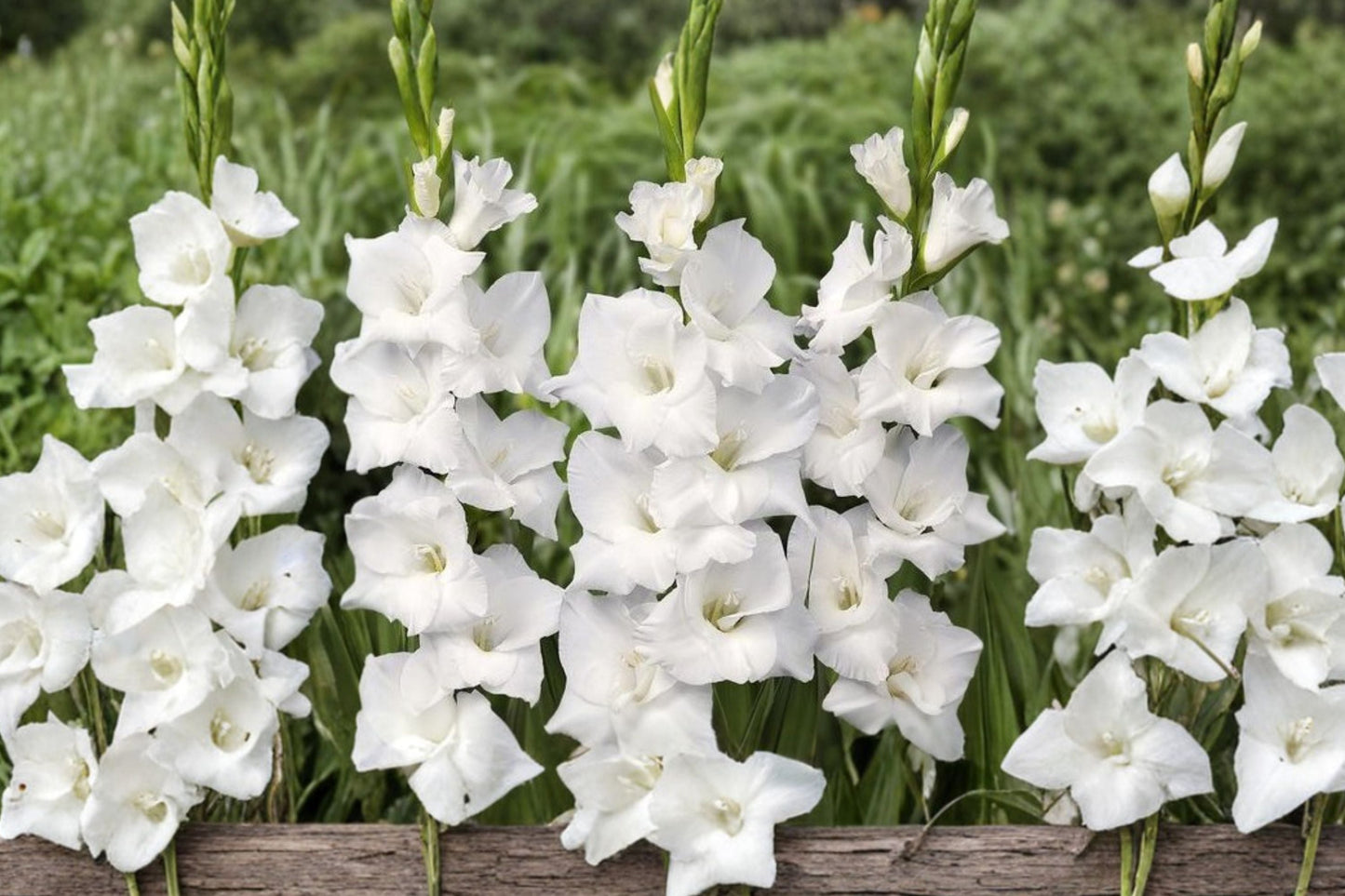 Gladiolus 'White Prosperity' | White Gladiolus Bulbs | Tall Sword Lily | Summer Blooming Perennial