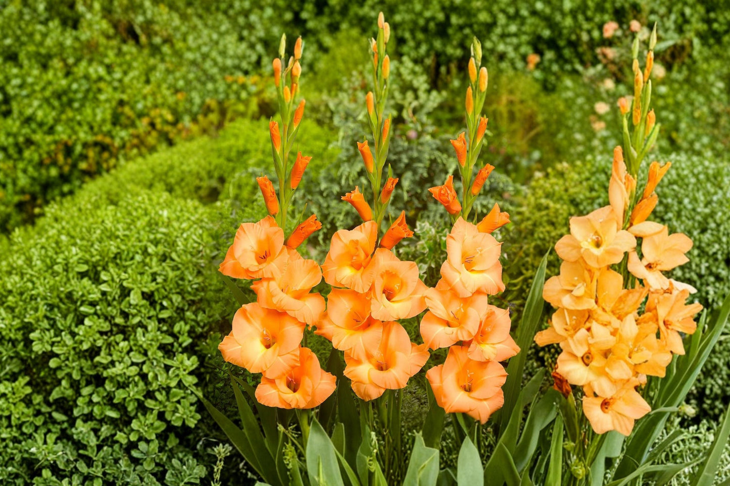 Gladiolus 'Peter Pears' Peach Gladiolus Bulbs | Tall Sword Lily Perennial for Summer Garden