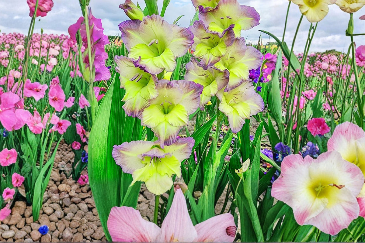 Gladiolus 'Moonlight Shadows' | Bicolor Gladiolus Bulbs | Tall Sword Lily | Purple & Cream Summer Flowers