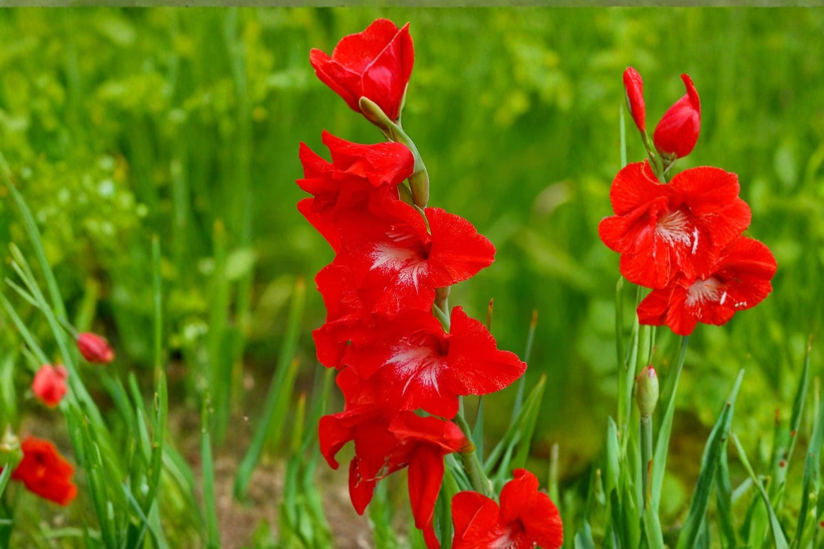 Gladiolus 'Traderhorn' - Bright Red Tall Sword Lily Bulbs for Summer Blooming & Cut Flowers