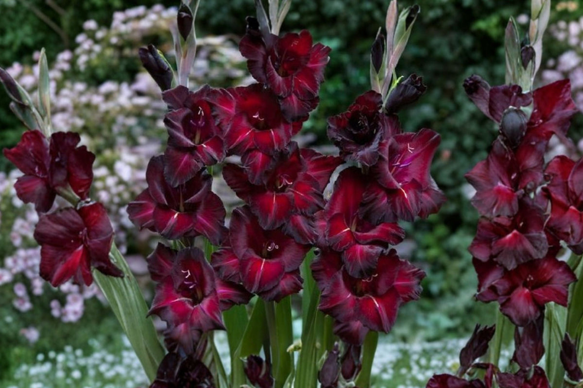 Gladiolus 'Black Jack' Deep Red Bulbs | Tall Sword Lily for Cut Flowers & Pollinator Gardens