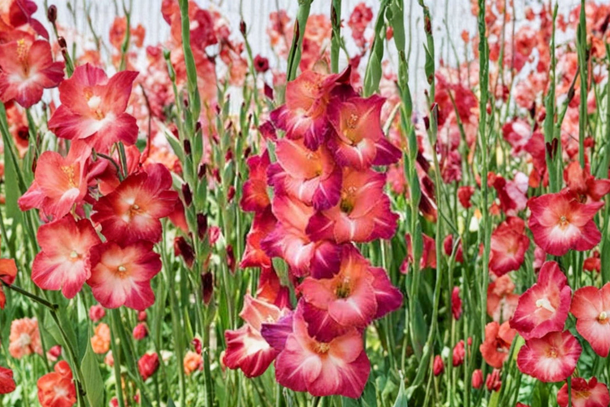Gladiolus 'Guinea' Bi-Color Gladiolus Bulbs | Tall Sword Lily Pink White Summer Blooming