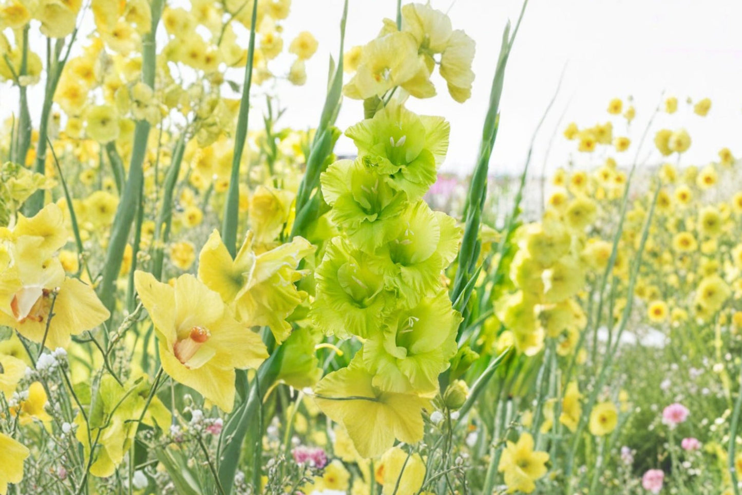 Gladiolus 'Green Star' - Unique Lime Green Gladiolus Bulbs for Summer Blooms & Pollinator Gardens