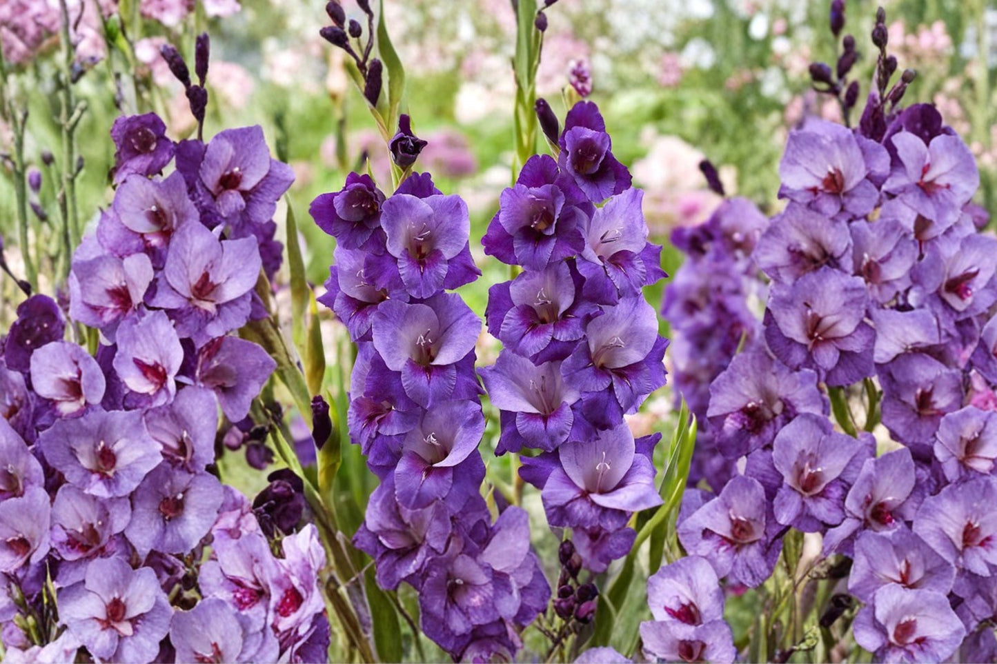 Gladiolus 'Big Girl' Purple Gladiolus Bulbs | Tall Sword Lily | Summer Blooming Cut Flowers