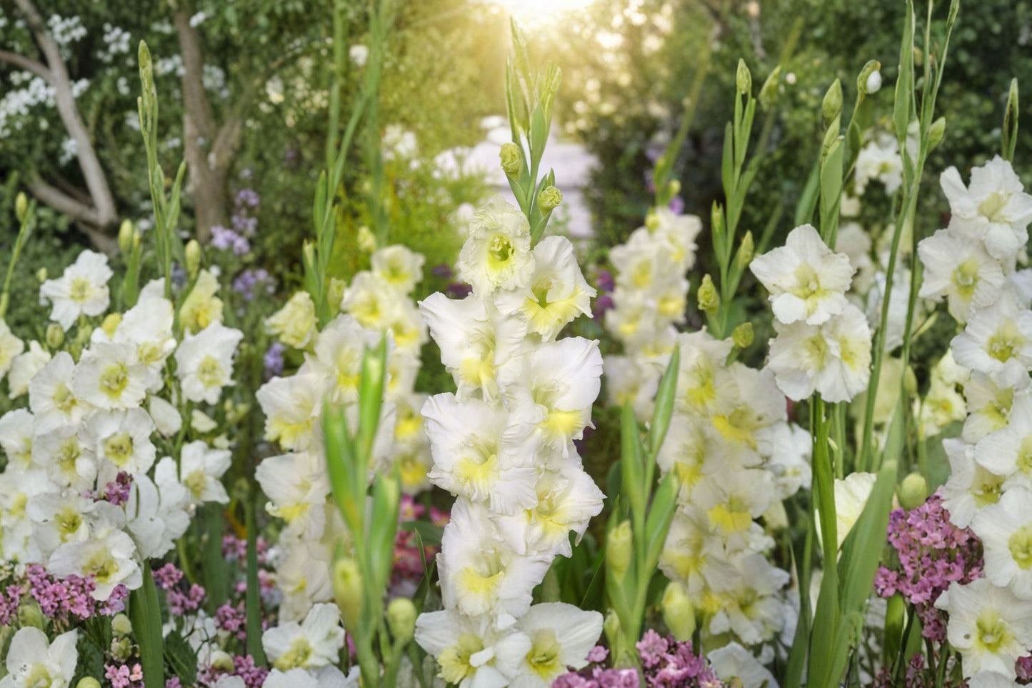 Gladiolus 'Break of Dawn' | White Gladiolus Bulbs | Tall Sword Lily | Summer Blooming Cut Flowers