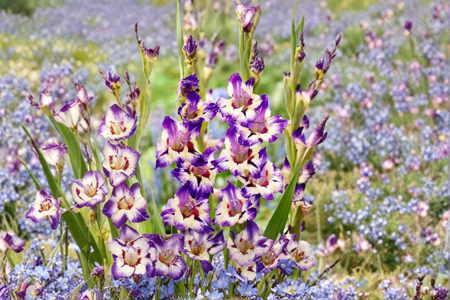 Gladiolus 'Circus Club' | Multi-Colored Tall Sword Lily Bulbs | Summer Blooming Cut Flowers