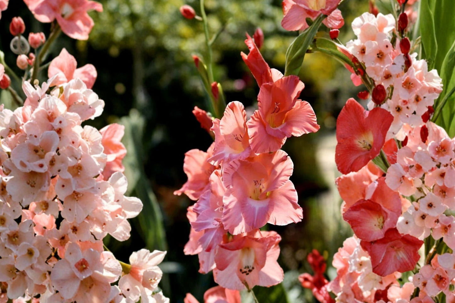 Gladiolus 'Frizzled Coral Lace' | Coral Pink Fringed Gladiolus Bulbs for Spring Planting