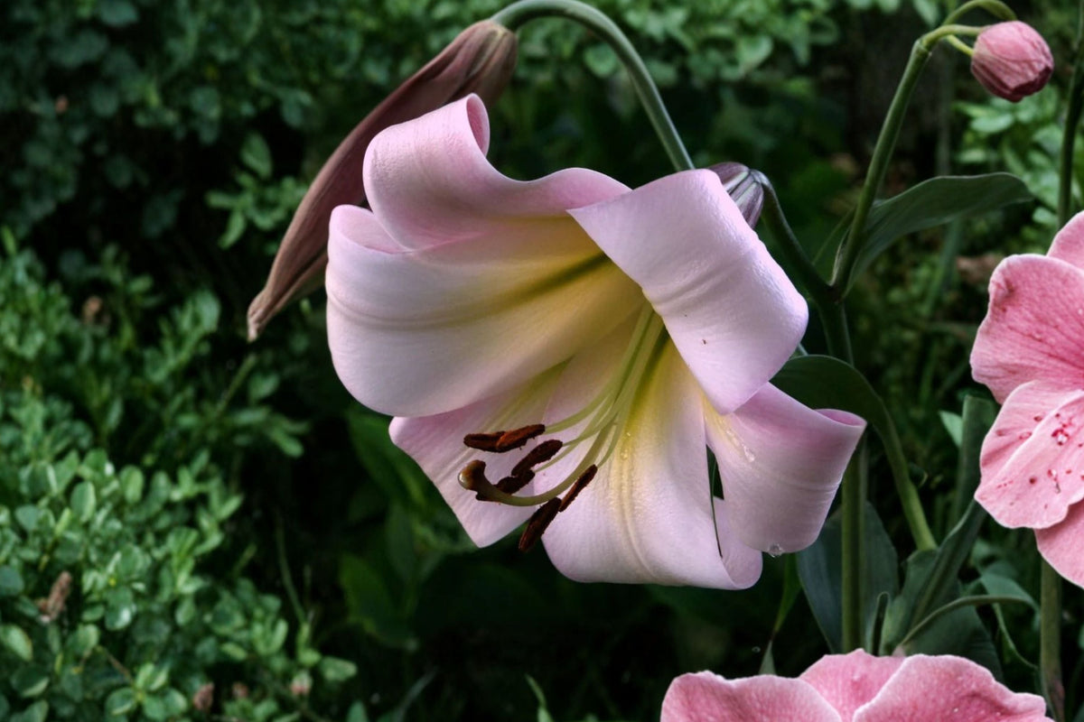 Lilium OT 'Eastern Moon' | Giant Fragrant Orienpet Lily Bulb | Tall Perennial Tree Lily for Cut Flower Gardens