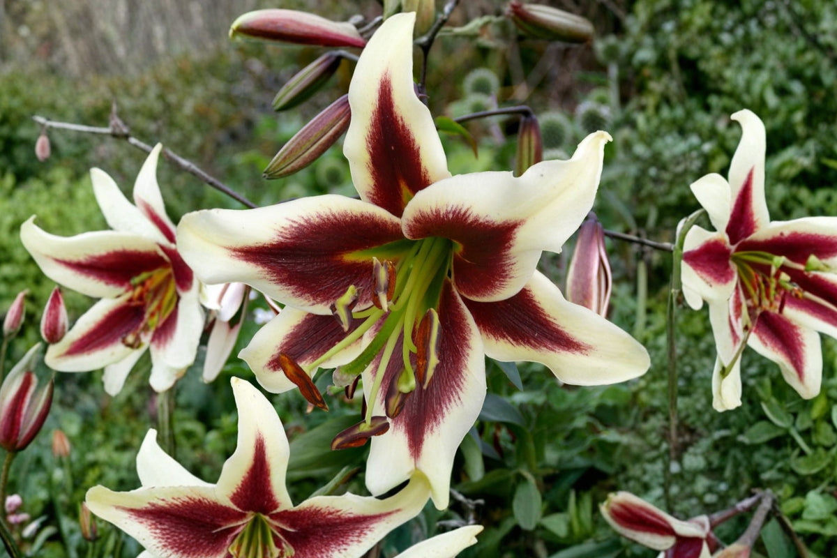 Lilium OT 'Beverly Dreams' | Giant Fragrant Burgundy & White Orienpet Lily Bulb | Tall Perennial Tree Lily