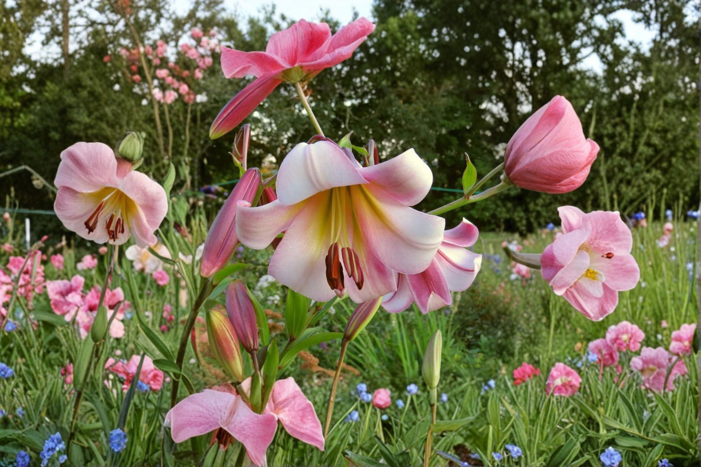 Lilium OT 'Beijing Moon' | Giant Fragrant Orienpet Lily Bulb | Tall Perennial Tree Lily for Cutting Gardens