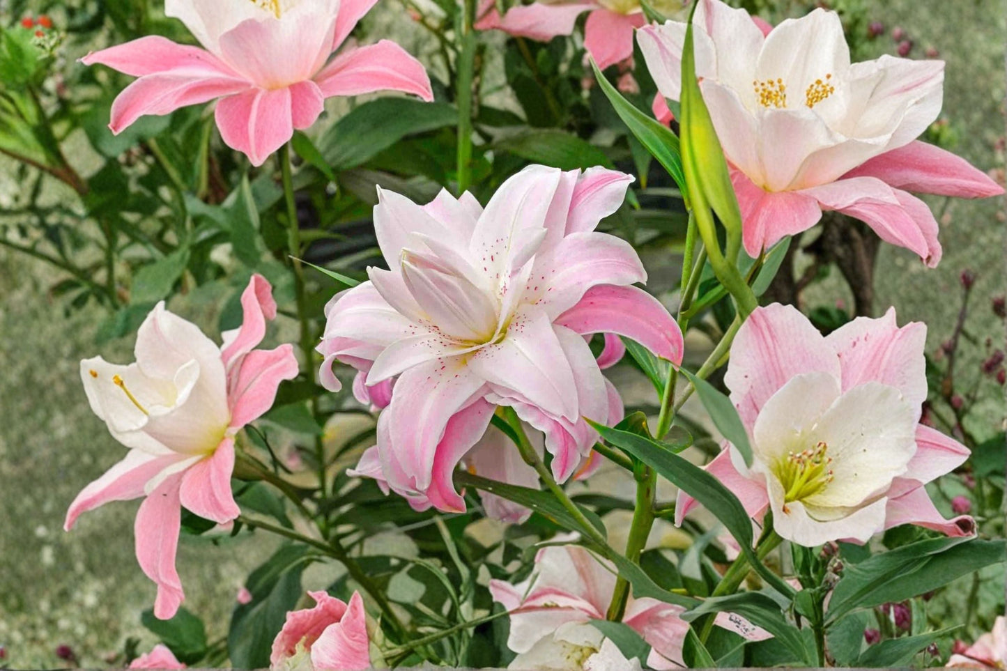 Lilium O 'Lotus Queen' Double Oriental Lily Bulb | Pink Perennial Garden Plant