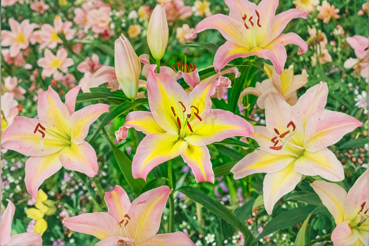 Lilium O 'Hocus Pocus' | Fragrant Pink & Yellow Oriental Lily Bulb | Perennial Bareroot Flower