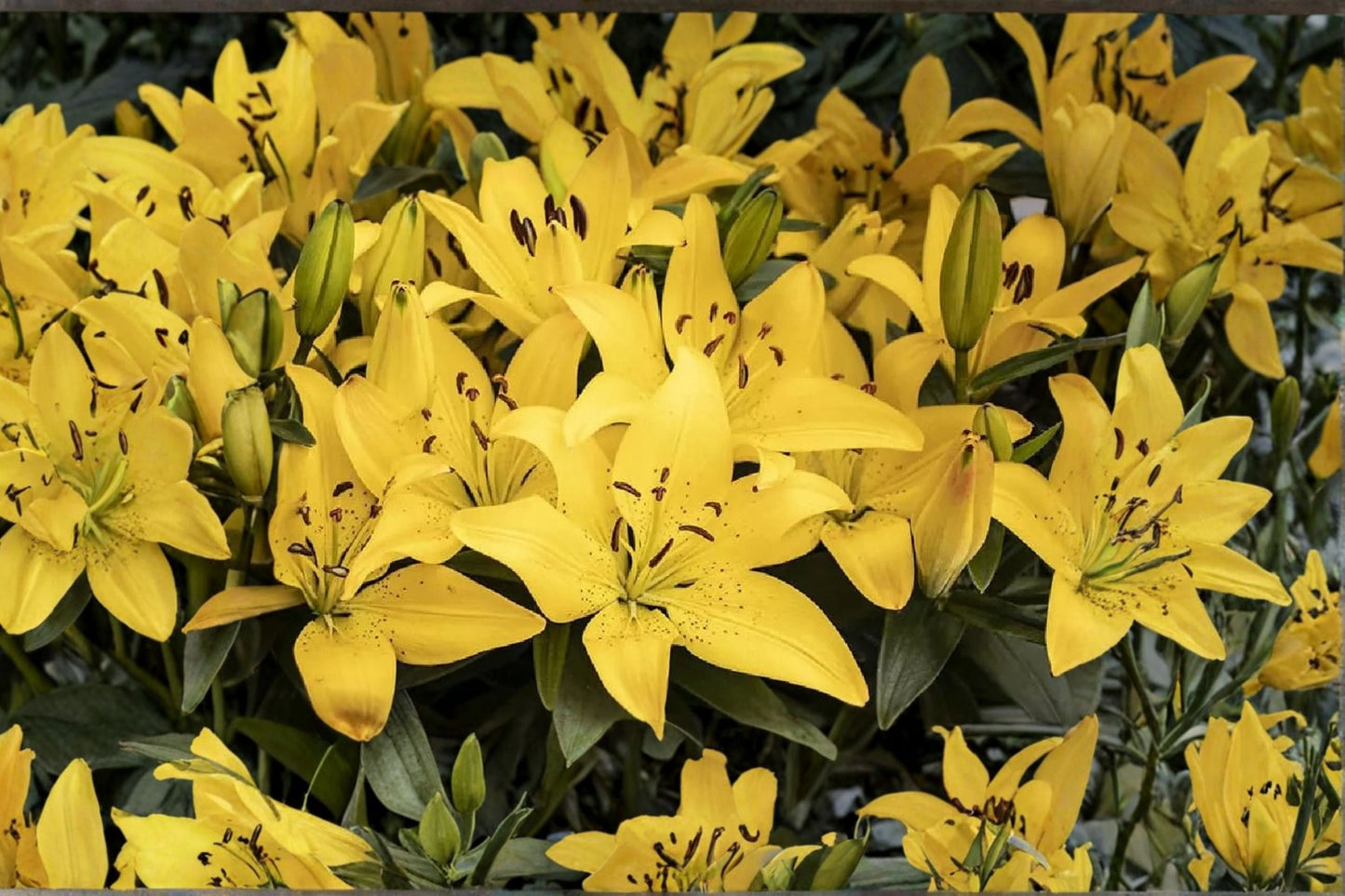 Lilium O 'Golden Stargazer' - Fragrant Yellow Oriental Lily Bulb | Perennial Cut Flower